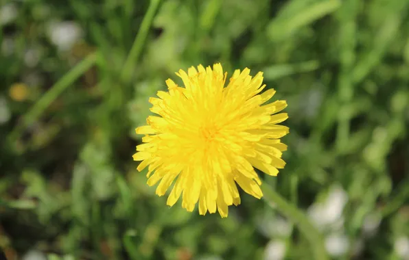 Flower, yellow, dandelion, stalk