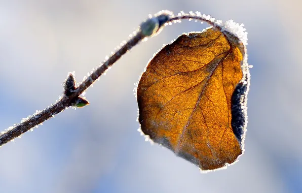 Picture frost, leaves, macro