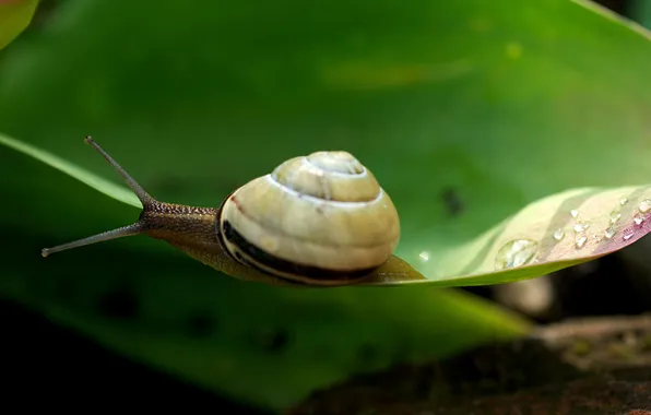 Picture drops, macro, sheet, snail