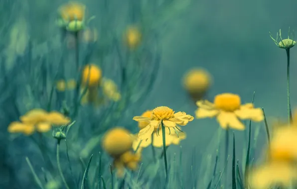 Field, grass, nature, meadow