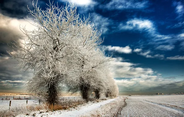 Winter, field, trees, nature, blue