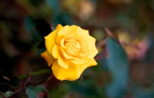 Picture macro, rose, petals, yellow, flower. nature