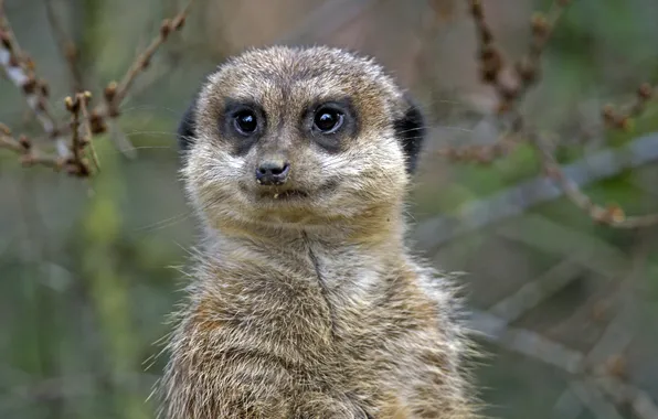 Picture look, face, meerkat