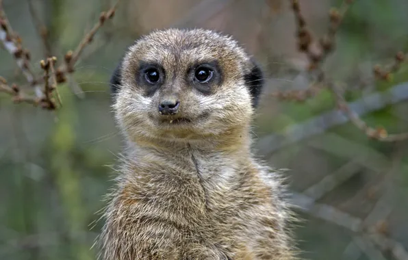 Look, face, meerkat