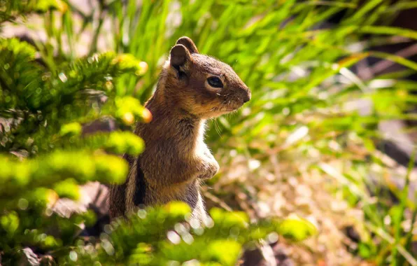 Picture Chipmunk, stand, animal, rodent, chipmunk