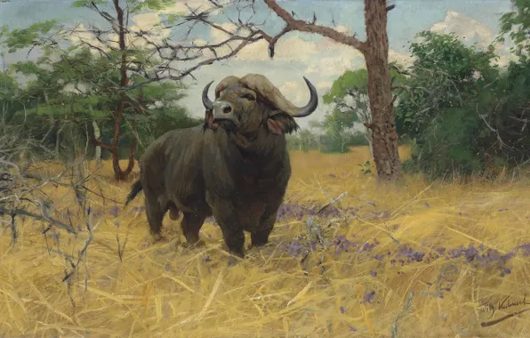 Picture German painter, Friedrich Wilhelm Kunert, German painter, Friedrich Wilhelm Kuhnert, A Kaffir buffalo in Savannah