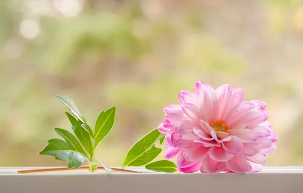 Picture background, pink, petals, Dahlia