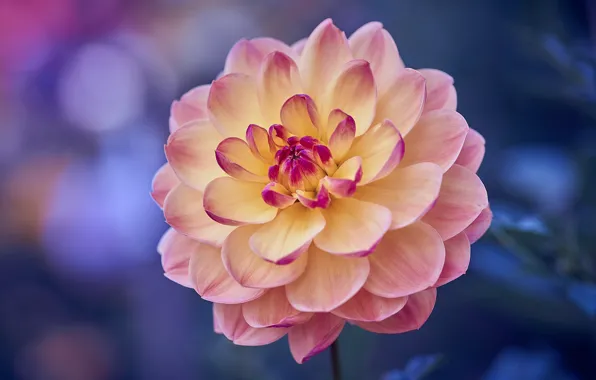 Flower, macro, Dahlia, yellow, bokeh, lilac background, yellow-pink