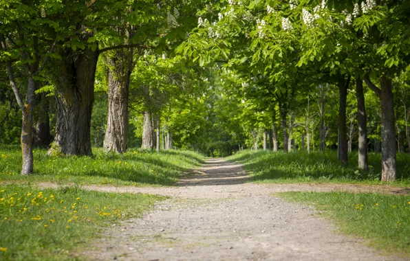 Greens, spring, path, chestnuts