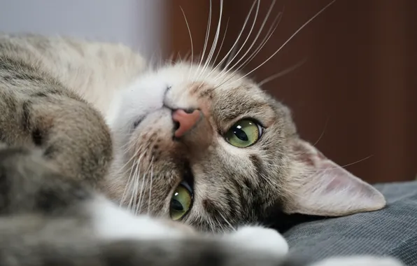 Cat, cat, look, close-up, lies, face, bokeh
