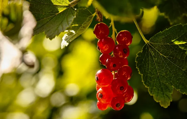 Leaves, macro, berries, brush, bokeh, red currant