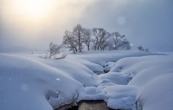 Winter, snow, trees, morning, Japan, the snow, Japan, Blizzard