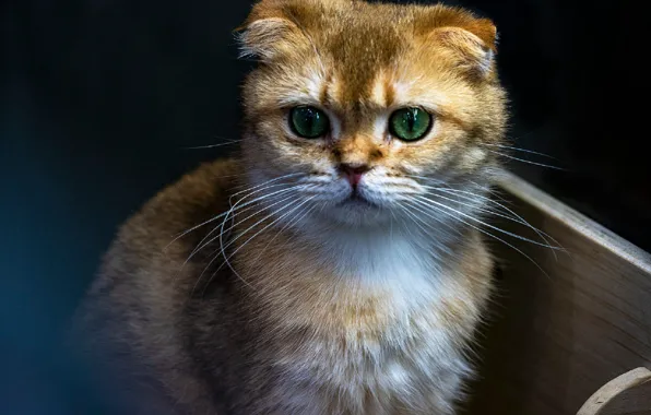 Fold, muzzle, the cat is watching