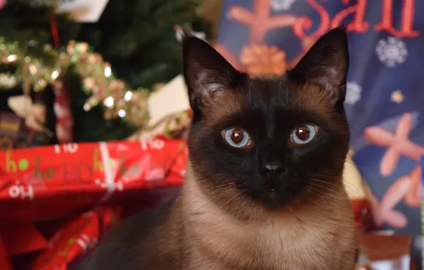 Cat, cat, look, pose, portrait, Christmas, New year, face