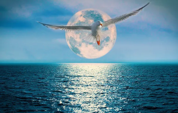 The ocean, the moon, Seagull, track
