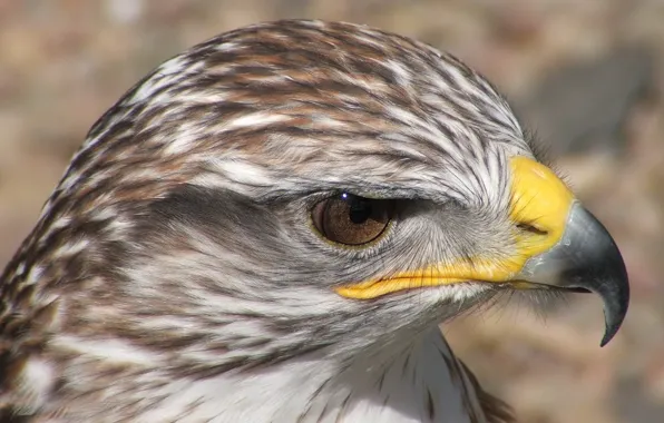 Eyes, photo, Eagle