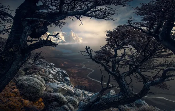 Trees, mountains, nature, South America, Patagonia