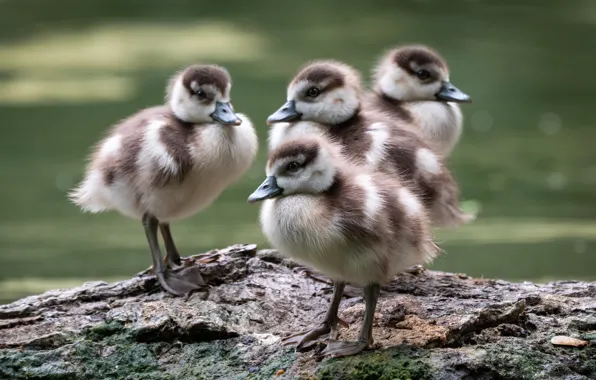 Birds, shore, duck, ducklings, Chicks, pond, duck, bokeh