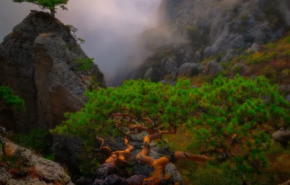 Picture clouds, trees, landscape, mountains, nature, fog, stones, rocks