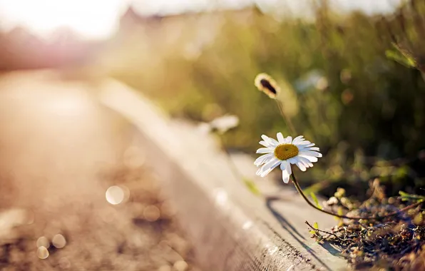 Macro, nature, street, chamomile