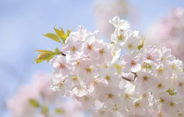 Picture macro, cherry, branch, spring, flowering