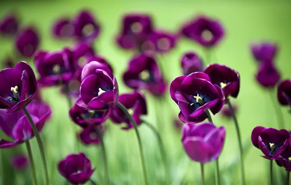 Picture beauty, focus, petals, tulips, flowers, widescreen Wallpaper, flowers, beautiful Wallpaper