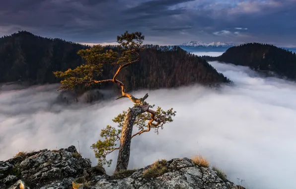 Picture mountains, fog, tree