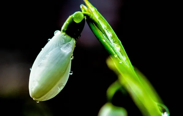Close-up, Krokus, drops