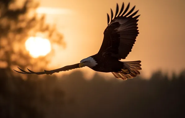 Picture Bird, Flight, Dawn, Wings, Predator, Digital art, Bald eagle, Eagle