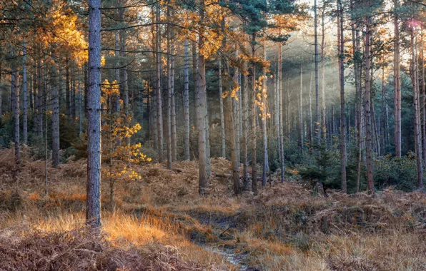 Picture autumn, forest, nature