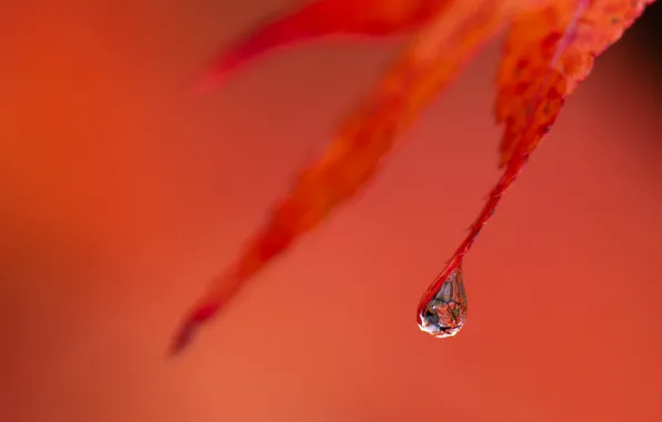 Picture macro, sheet, background, drop, leaf