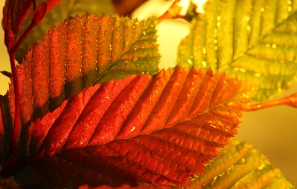 Autumn, leaves, macro, color