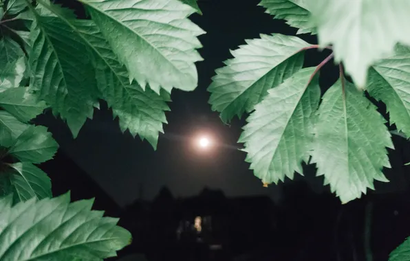 The sky, leaves, night, the moon, Russia, silhouettes, Artem