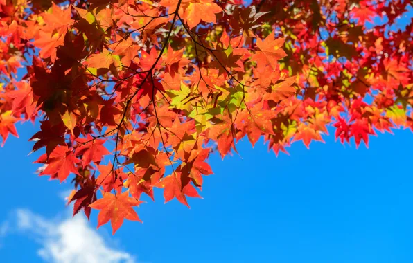 Autumn, leaves, tree, colorful, maple, autumn, leaves, autumn