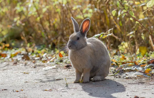 Autumn, animals, rabbit, ears, looks you in the eye