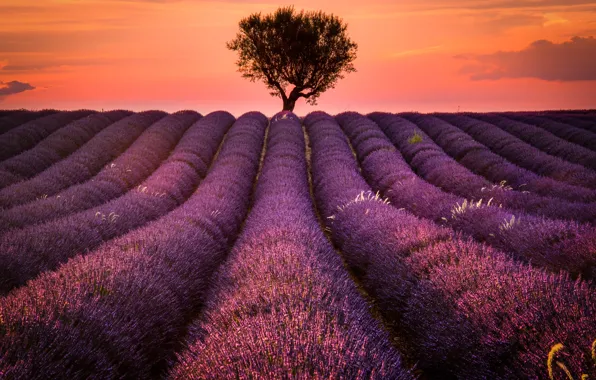 Field, landscape, sunset, nature, tree, France, lavender, Provence
