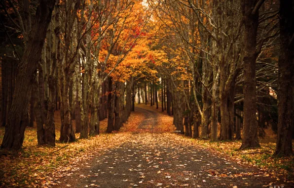 Road, autumn, nature, foliage
