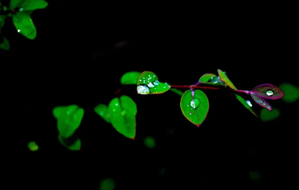 Leaves, water, drops, nature, branch