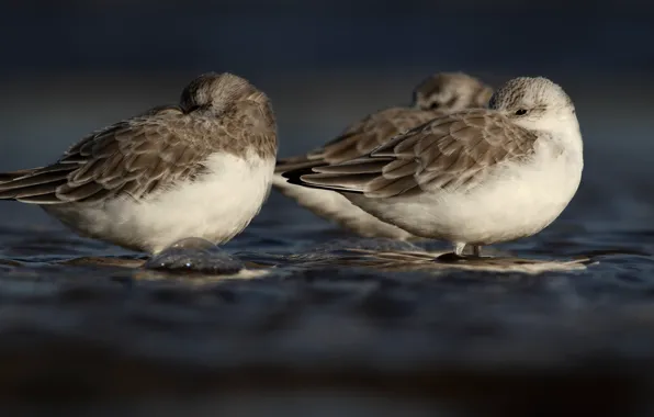 Water, birds, pose, stay, shore, seagulls, sleep, pond