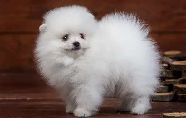 White, fluffy, cute, puppy, Spitz