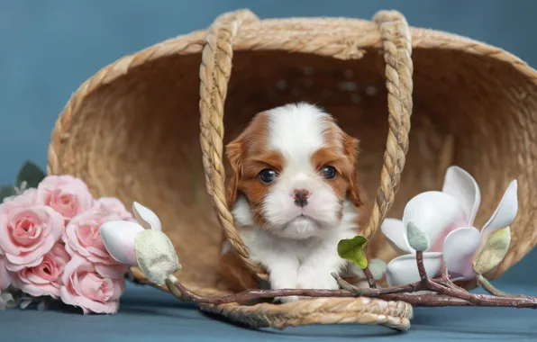 Flowers, background, roses, dog, muzzle, puppy, basket, Magnolia