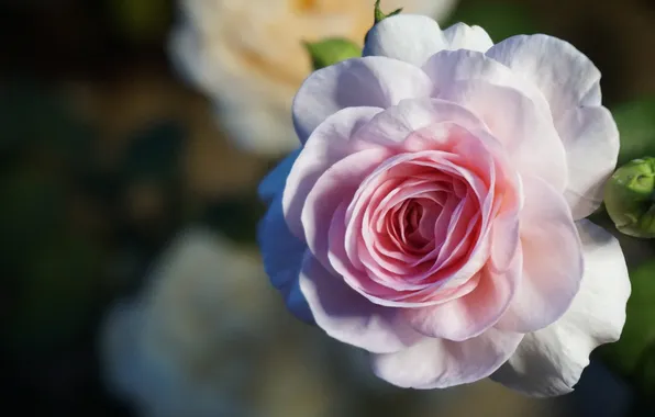 Flower, macro, the dark background, pink, rose, bokeh