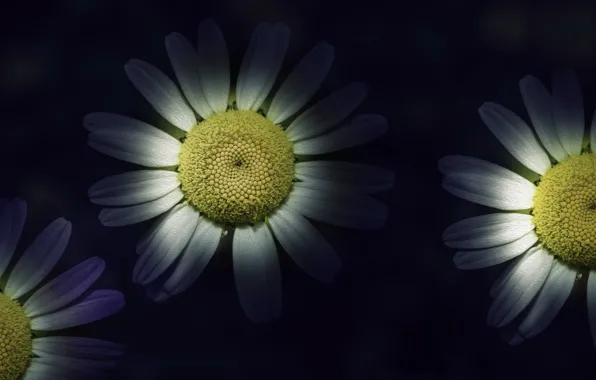 Flowers, background, chamomile