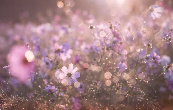 Picture light, flowers, morning, bokeh