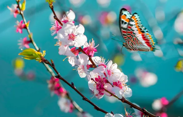 Macro, flight, flowers, butterfly, branch, spring, Sakura, insect