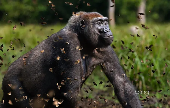 Forest, butterfly, nature, monkey, gorilla