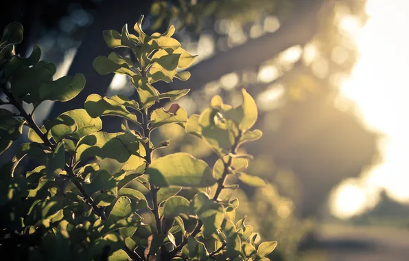 Leaves, the sun, green