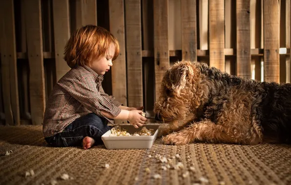 Picture food, dog, boy
