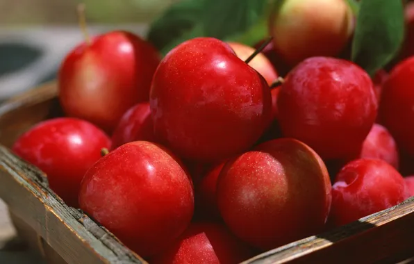 Summer, the sun, basket, apples, plum