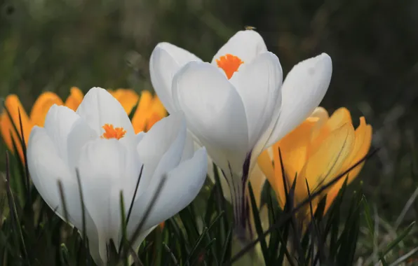 White, spring, crocus